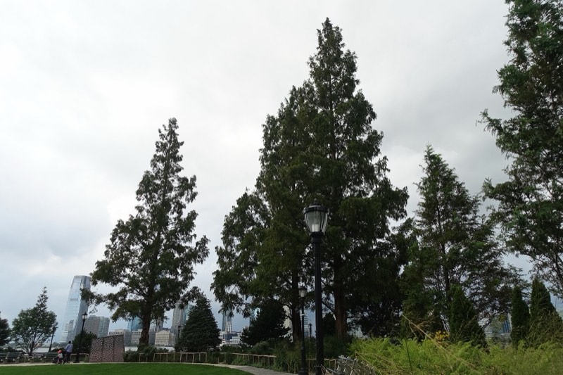 Tall conifers and a lamppost at the edge of Rockefeller Park's North Meadow under an overcast sky, a child on a scooter on the path below